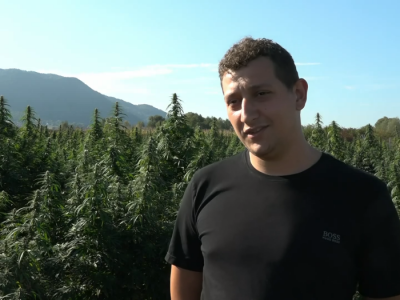 Industrijska konoplja