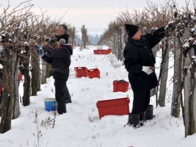 Ledena berba na obroncima Krndije