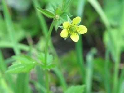 Cvijet zečje stope (Geum urbanum) ponekad sliči cvijetu lažne jagode
