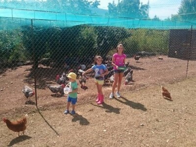 Djeca na peradarskoj farmi (kokoši hrvatice)