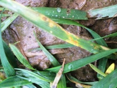 Hrđa i Septoria sp., Ladimirevci, 02.02.2015.