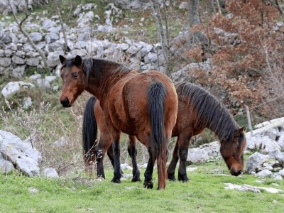 Konjogojstvo u dalmatinskom kršu Konjogojstvo u dalmatinskom kršu