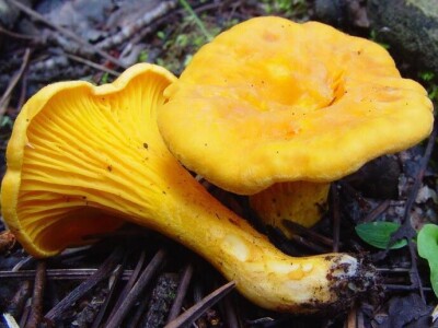 Jestive pečurke i njihove opasne dvojnice