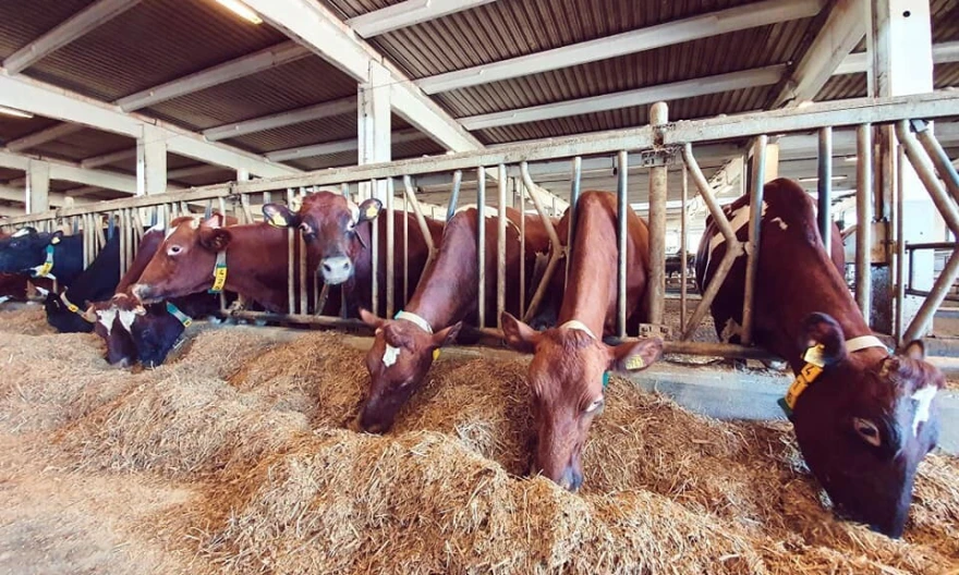 Farma krava