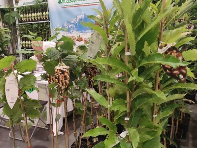 72. Flormart sajam u Padovi