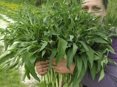 Vukicin azil za biljke