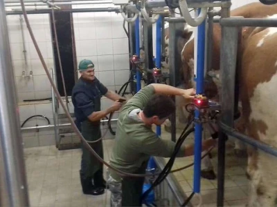 OPG Gašić
