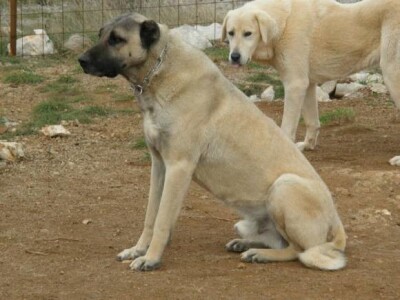 Turski ovčarski pas - Novi štenci u prodaji!