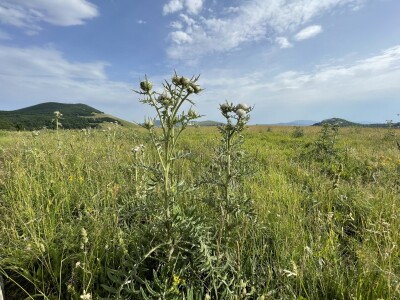 Tešija … ne objaviti još