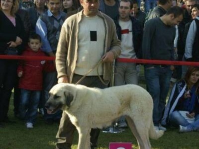 Turski ovčarski pas - Novi štenci u prodaji!