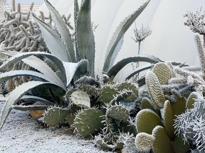 Royal cactus garden