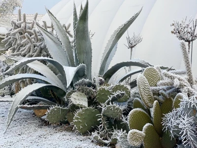 Royal cactus garden