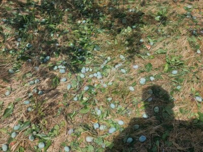 foto: Danijela Plavšić