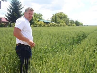 Axereal dan polja pšenice u Čađavici