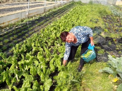 Baka bere povrće za unuku