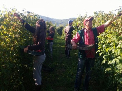 Berba malina u zadruzi &quot;Agro eko voće&quot;