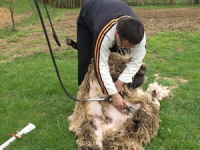 Bowenova tehnika šišanja ovaca