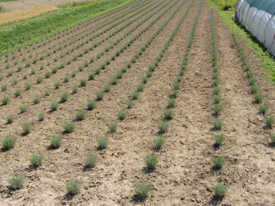 Polje lavande OPG -a Špoljar