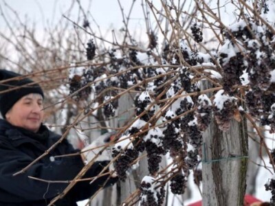 Ledena berba na obroncima Krndije