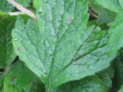 List zečje stope različit je od lista lažne jagode List zečje stope različit je od lista lažne jagode