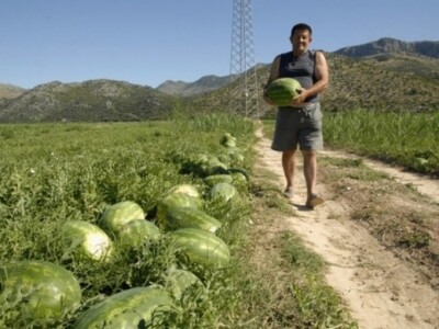 Neretvanske lubenice Neretvanske lubenice