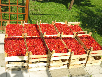 Sakupljeni šipak Sakupljeni šipak