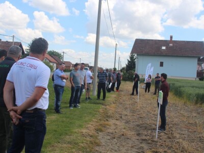 Axereal dan polja pšenice u Čađavici