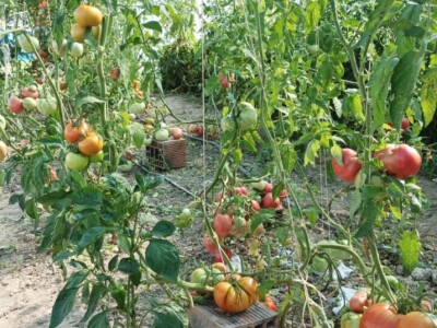 Greške u proizvodnji paradajza