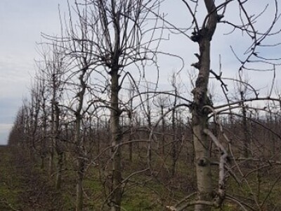 Stabla kruške sorta Santa Marija Stabla kruške sorta Santa Marija