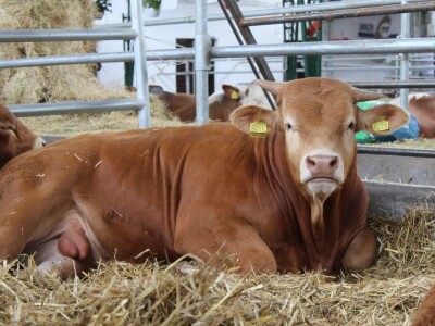 89. međunarodni poljoprivredni sajam u Novom Sadu