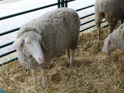 89. međunarodni poljoprivredni sajam u Novom Sadu