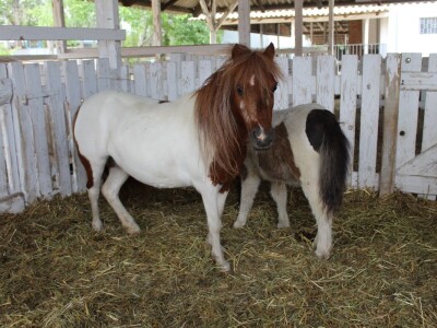 89. međunarodni poljoprivredni sajam u Novom Sadu