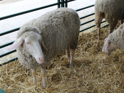 89. međunarodni poljoprivredni sajam u Novom Sadu