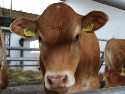 89. međunarodni poljoprivredni sajam u Novom Sadu