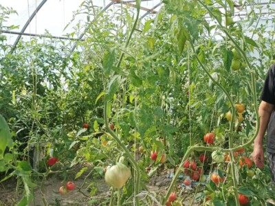 Greške u proizvodnji paradajza