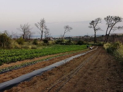 OPG Roguljić u Kučinama proizvodi med i pčelinje proizvode, soparnik, maslinovo ulje i suhe smokve te uzgaja buše