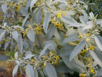 Divlja maslina u cvatu