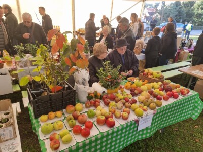 Izložba plodova starih sorti Cernik 2024