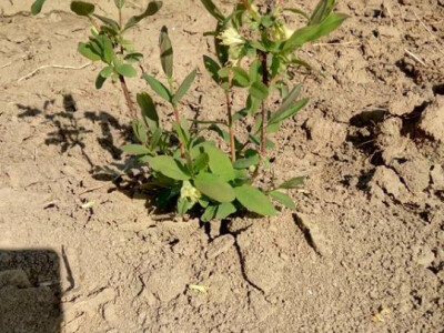 OPG Cetinić Frankos OPG Cetinić Frankos