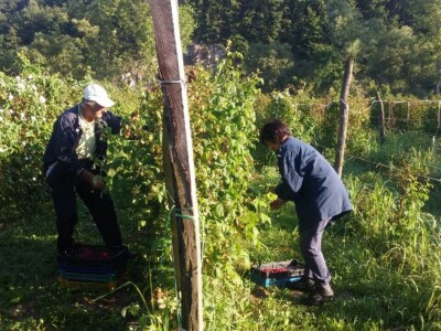 Berba malina u zadruzi &quot;Agro eko voće&quot;