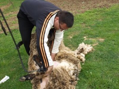 Bowenova tehnika šišanja ovaca