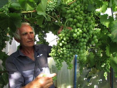 I grožđe može u plastenike