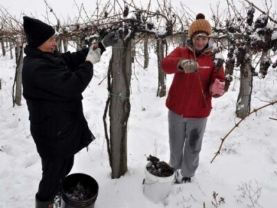 Vina ledene berbe piju zaljubljenici u vinsku kapljicu vino i to u posebnim prigodama