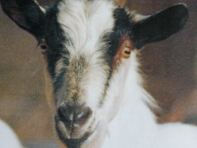 Hrvatska šarena koza