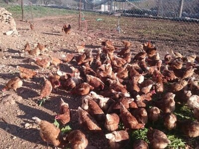 Kokoši hrvatice u dalmatinskom zaobalju Kokoši hrvatice u dalmatinskom zaobalju