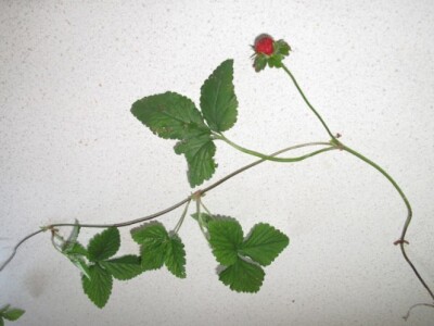 Vriježe lažne jagode (Duchesnea indica) Vriježe lažne jagode (Duchesnea indica)