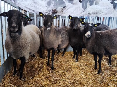 90. Međunarodni sajam poljoprivrede u Novom Sadu