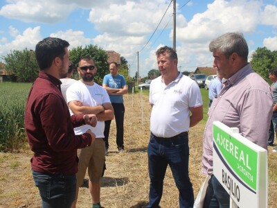 Axereal dan polja pšenice u Čađavici