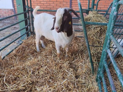 91. Međunarodni poljoprivredni sajam u Novom Sadu