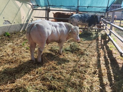 91. Međunarodni poljoprivredni sajam u Novom Sadu